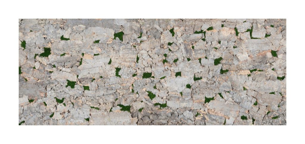 Muratto Cork Bark Virgin Tree Ivory