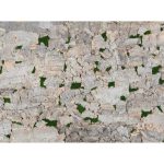 Virgin Tree – Ivory
